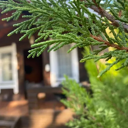 Otel Pine & Luxury Concept