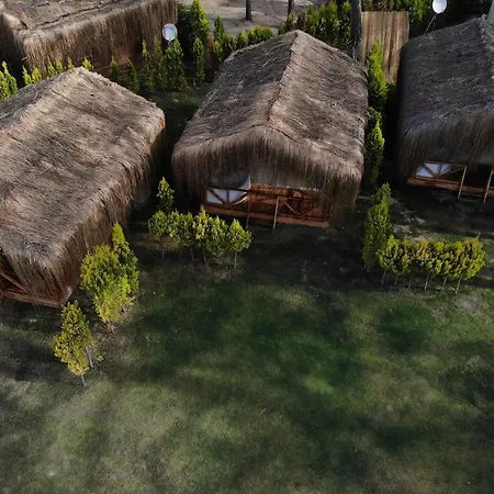 Pine & Luxury Concept *