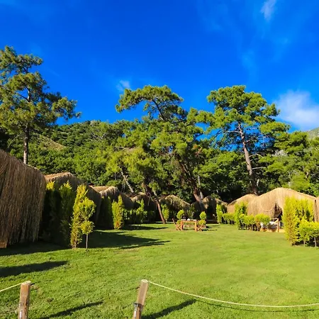 Pine & Luxury Concept *