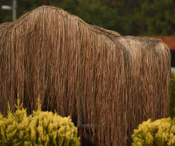 Hotel Pine & Luxury Concept