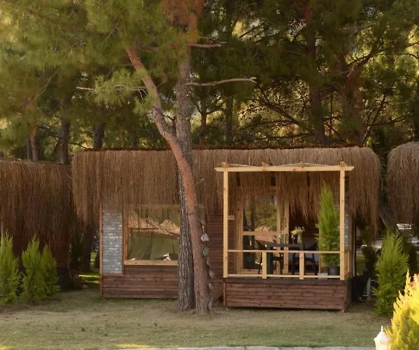 Hotel Pine & Luxury Concept *